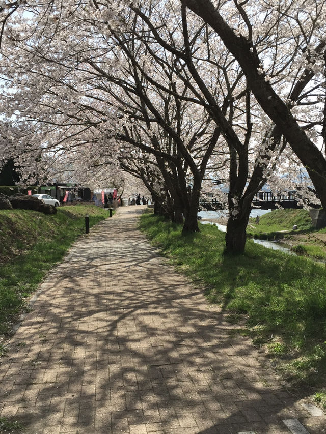 Perfect Cherry blossom view with Mount Fuji @ Kawaguchi Lake 