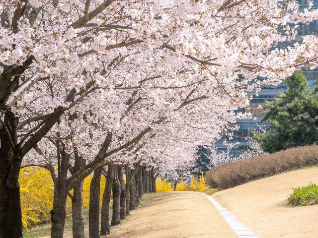 Chasing Sakura at Incheon Grand Park