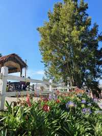 Moo-tiful Mornings in Kundasang: A Taste of New Zealand in Sabah