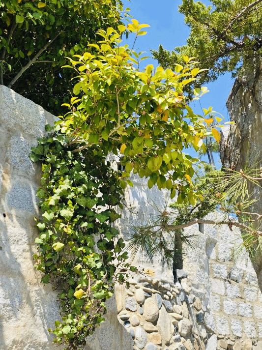Maemi Castle: A Seaside April Escape in Geoje 