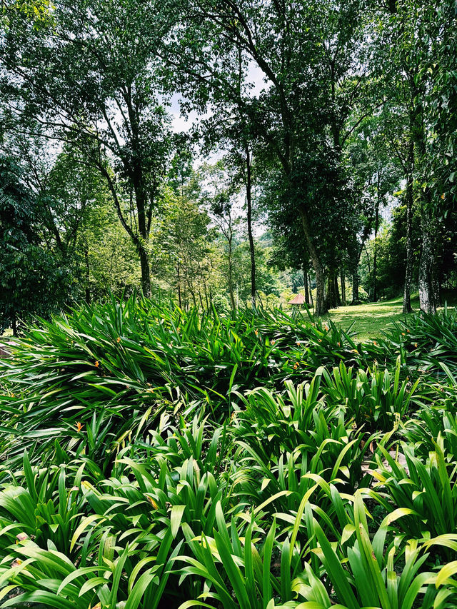 Exploring the Green Oasis of Perdana Botanical Garden