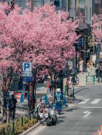 Petals & Skylines: The Poetry of Tokyo’s Cherry Blossoms