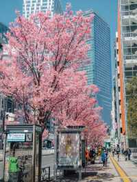 Where Spring Never Ends: Sakura Moments in Tokyo