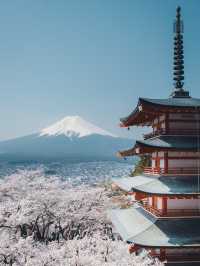 【桜スポット】山梨の新倉山浅間公園