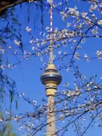 Beijing Exclusive: The Romance of Spring, with Cherry Blossoms Hanging in the Air 🌸