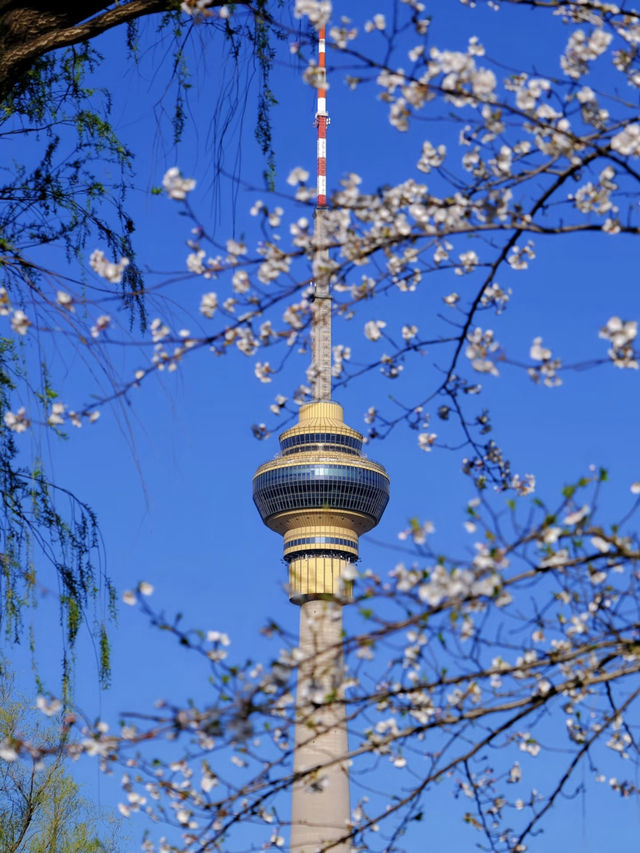 Beijing Exclusive: The Romance of Spring, with Cherry Blossoms Hanging in the Air 🌸