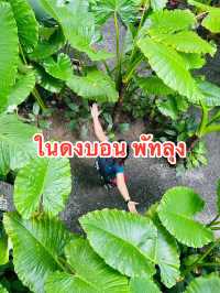 ในดงบอน พัทลุง Nai Dong Bon Cafe