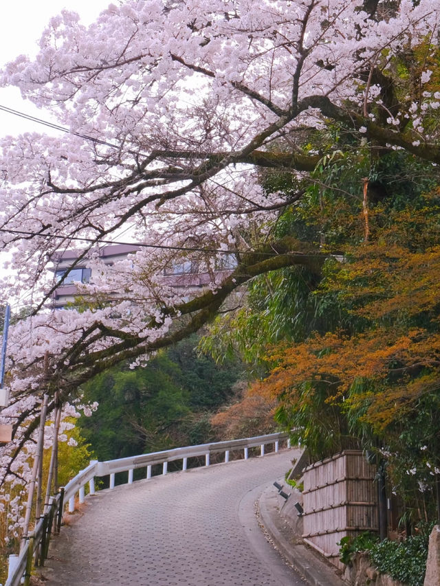 Kansai | Hidden Cherry Blossom Spots You Shouldn't Miss 🌸