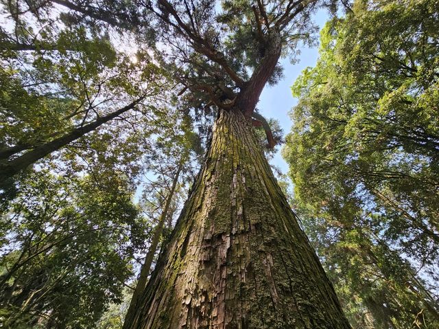奈良~親親大自然，探訪可愛小鹿和歷史文化遺產的地方。