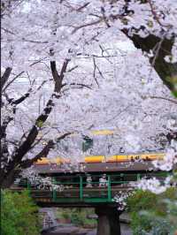 Shukugawara Cherry Blossoms | A Hidden Sakura Paradise Near Tokyo