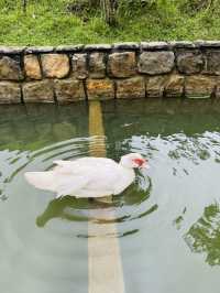 Garden Paths That Lead to Peace