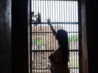 Caught in a monkey —only in Lopburi