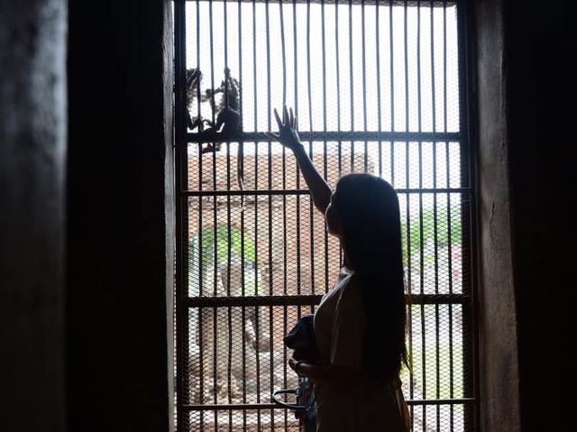 Caught in a monkey —only in Lopburi