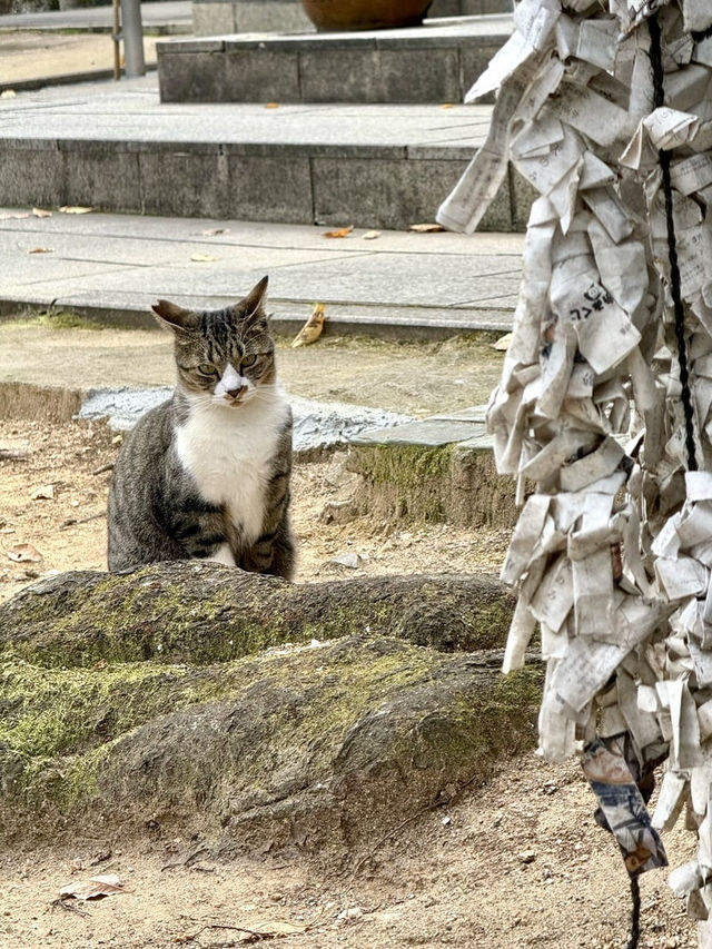 【徳島県】猫好きな方に必見の神社