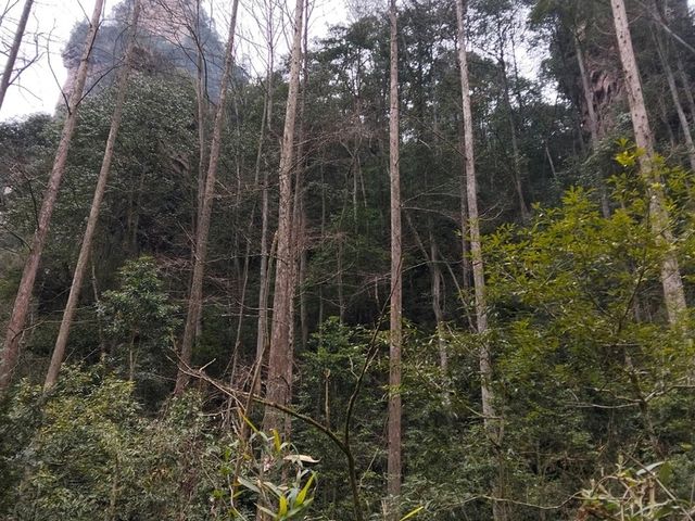 Step into a real life fairy tale at Zhangjiajie National Forest Park