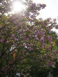 Discover Chengdu’s Leisurely Charm at People’s Park (人民公园)