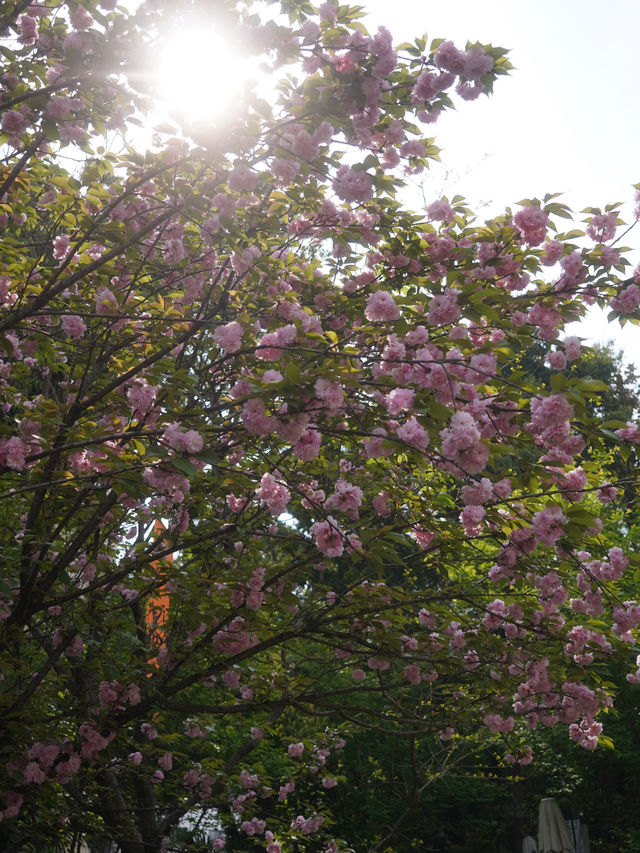 Discover Chengdu’s Leisurely Charm at People’s Park (人民公园)