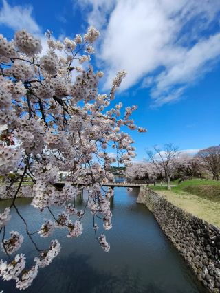Petals Over the Fortress: Springtime at Goryokaku
