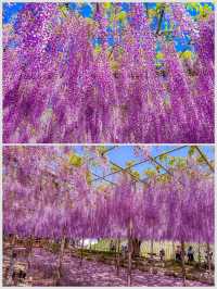 【愛知】GWまだ間に合う！紫色の絶景を見に行こう！