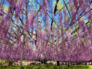 【Ashikaga Flower Park】What an experience! Truly moving.