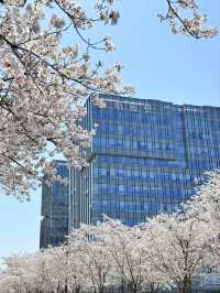 Fengchuang Road Cherry Blossoms-Nanjing’s Secret Urban Sakura Boulevard