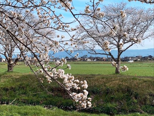 粉色櫻花與鮮黃油菜花交織的春日美景---福岡縣草場川櫻花並木