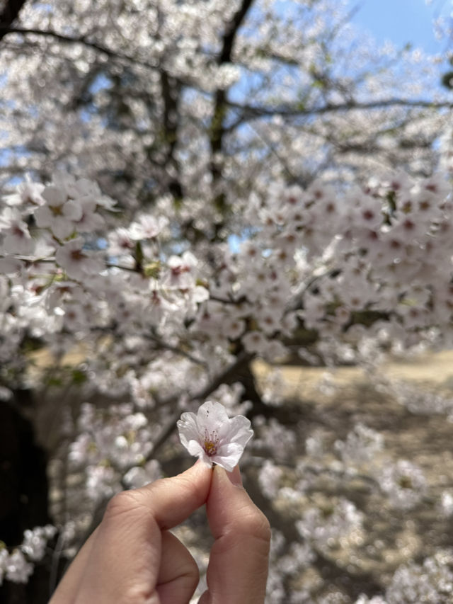 National Treasure in Full Bloom! 