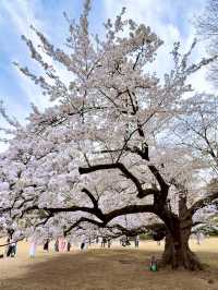 紅眼3天2夜快閃東京🌸櫻花大爆發🌸