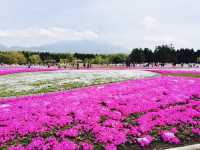 Fuji Shibazakura