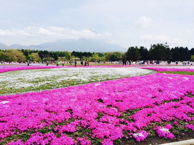 Fuji Shibazakura