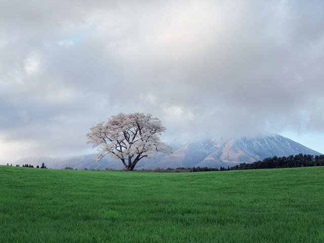  A Symbol of Spring's Quiet Beauty
