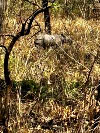 Into the Wild: A Magical Journey through Chitwan National Park