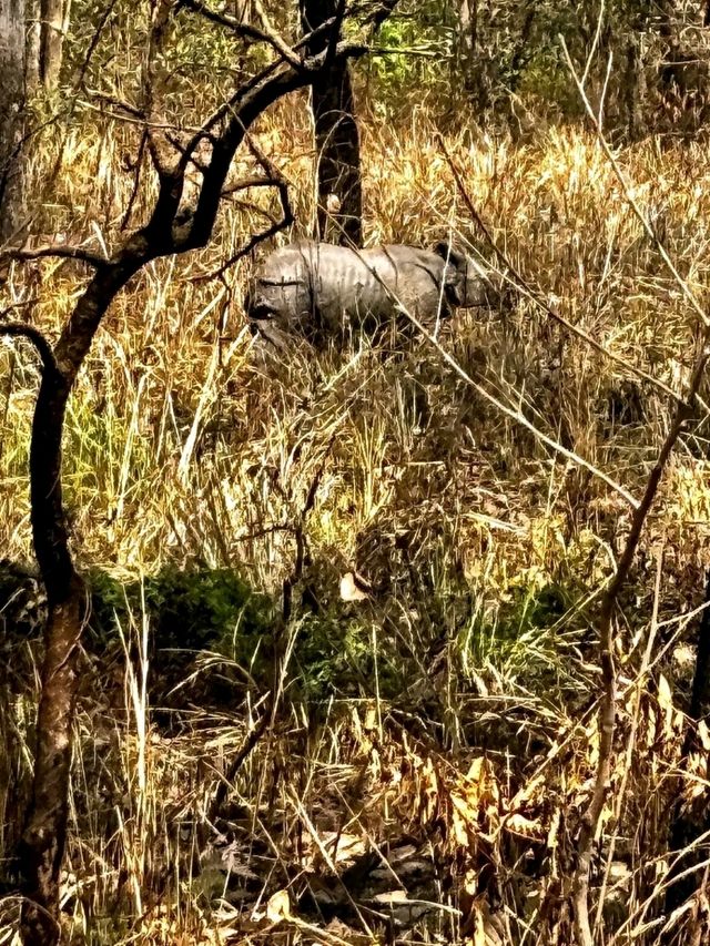 Into the Wild: A Magical Journey through Chitwan National Park
