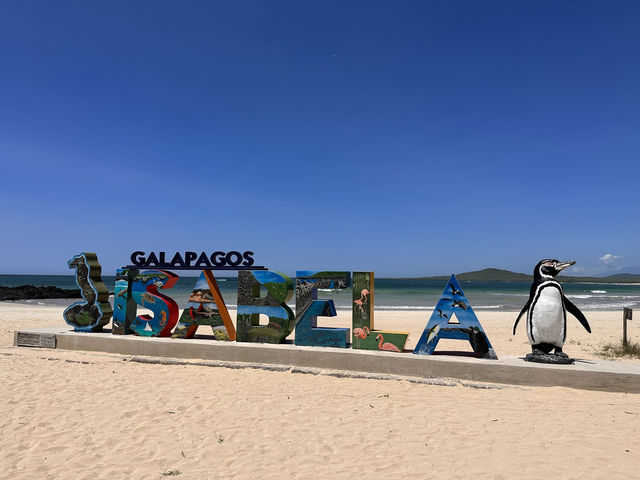 【イサベラ島】ペンギンとアシカと泳げる、赤道直下の野生の楽園。