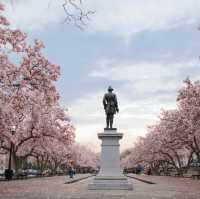 Petals and Power: Springtime Serenity in the US Capital
