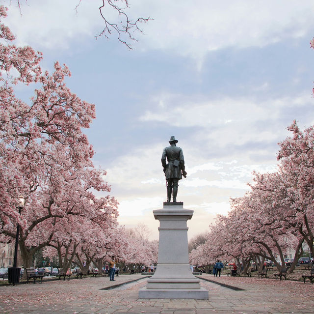 Petals and Power: Springtime Serenity in the US Capital
