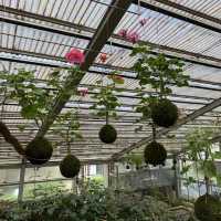 Botanical Beauty at Rumah Atsiri