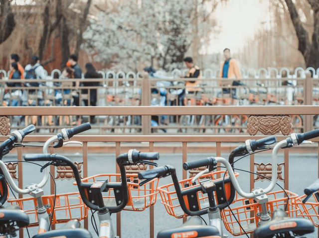 เดินเล่นทั่ว BEIJING ในฤดูใบไม้ผลิ 🌿🌸