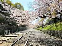 Old Rails & Cherry Blossom Magic