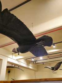 해외여행 바릴로체 박물관 Francisco Moreno Museum of Patagonia