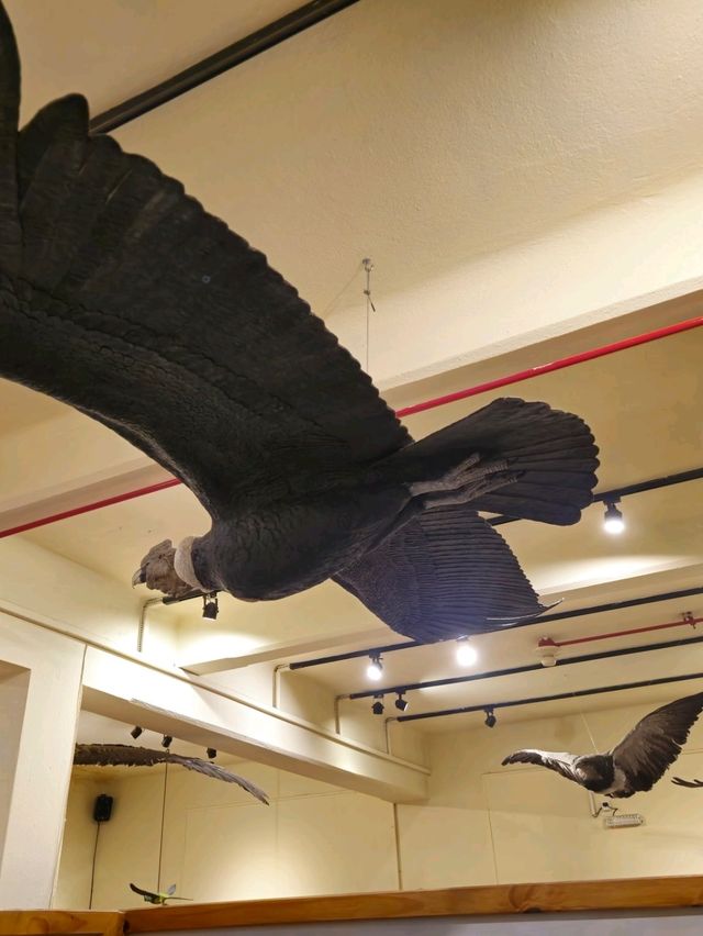해외여행 바릴로체 박물관 Francisco Moreno Museum of Patagonia