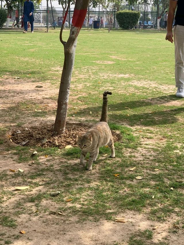Exploring the Vibes of FAST University Islamabad