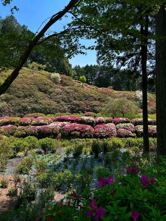 Flower Heaven