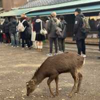 Just an Hour from Osaka: A Charming World of Deer, Temples & Tranquility