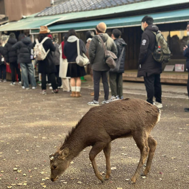 Just an Hour from Osaka: A Charming World of Deer, Temples & Tranquility
