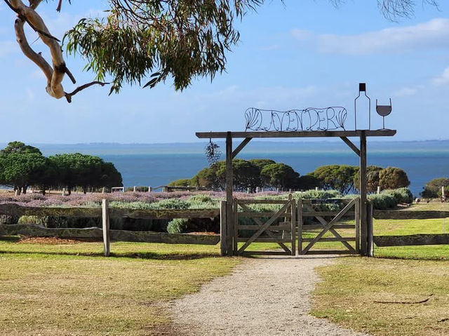 🌿 Churchill Island Weekend Escape: Cows, Lavender & Island Serenity