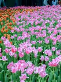 สวนดอกไม้เมืองหนาว