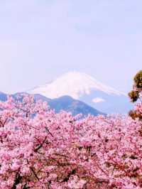 Matsuda Sakura