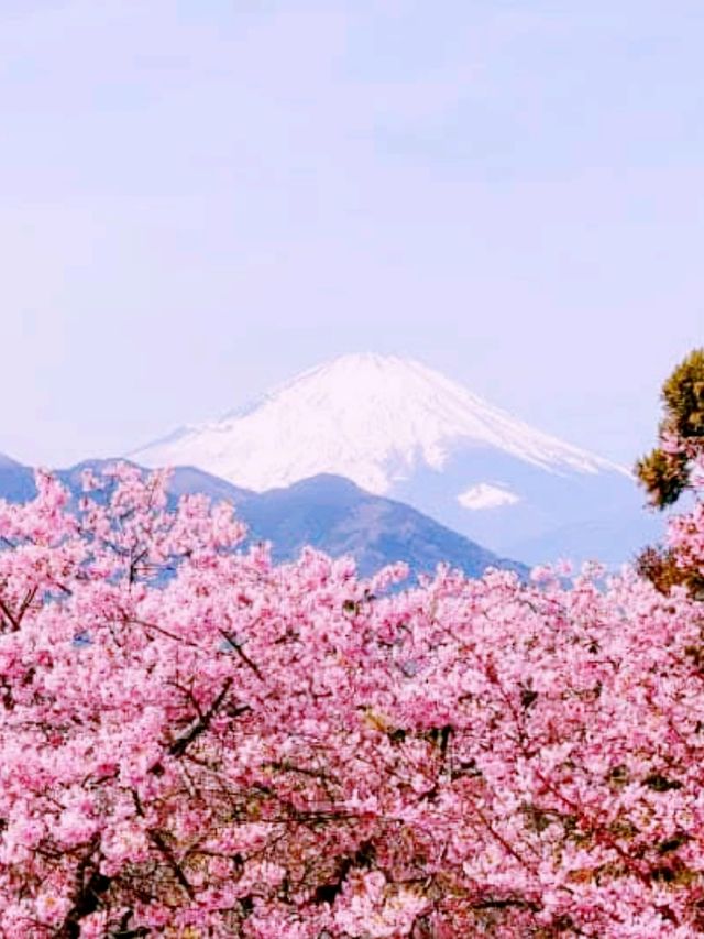 Matsuda Sakura