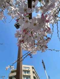 Kawasaki – Japan’s Urban Pulse with a Cultural Soul